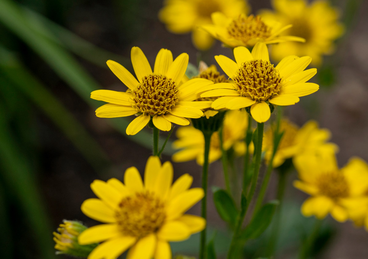 Up close photo of yellow arnica flowers.