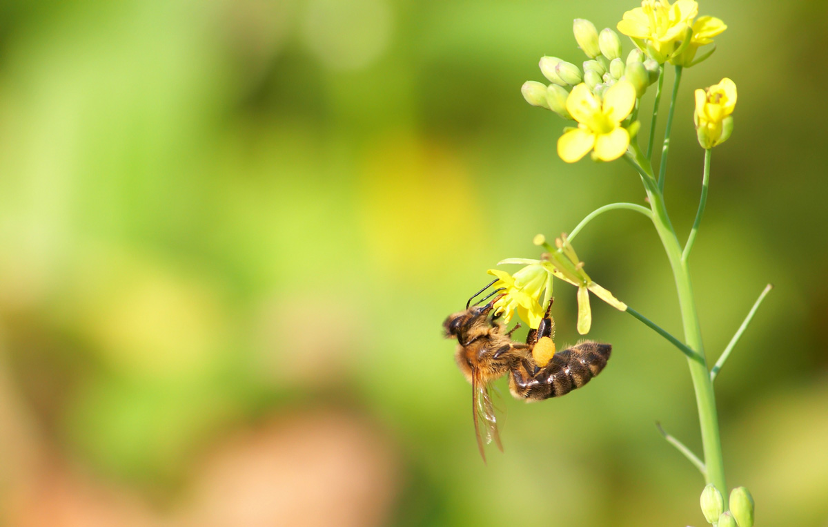 A bee on a flower.