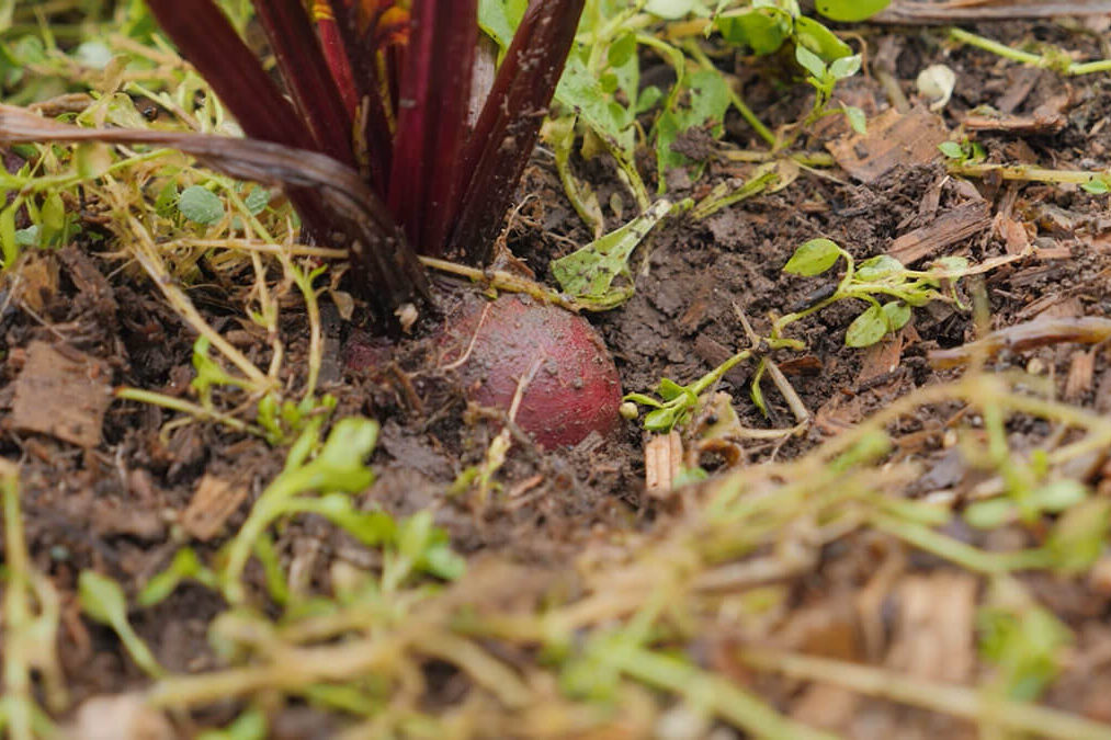 A beet in the ground.