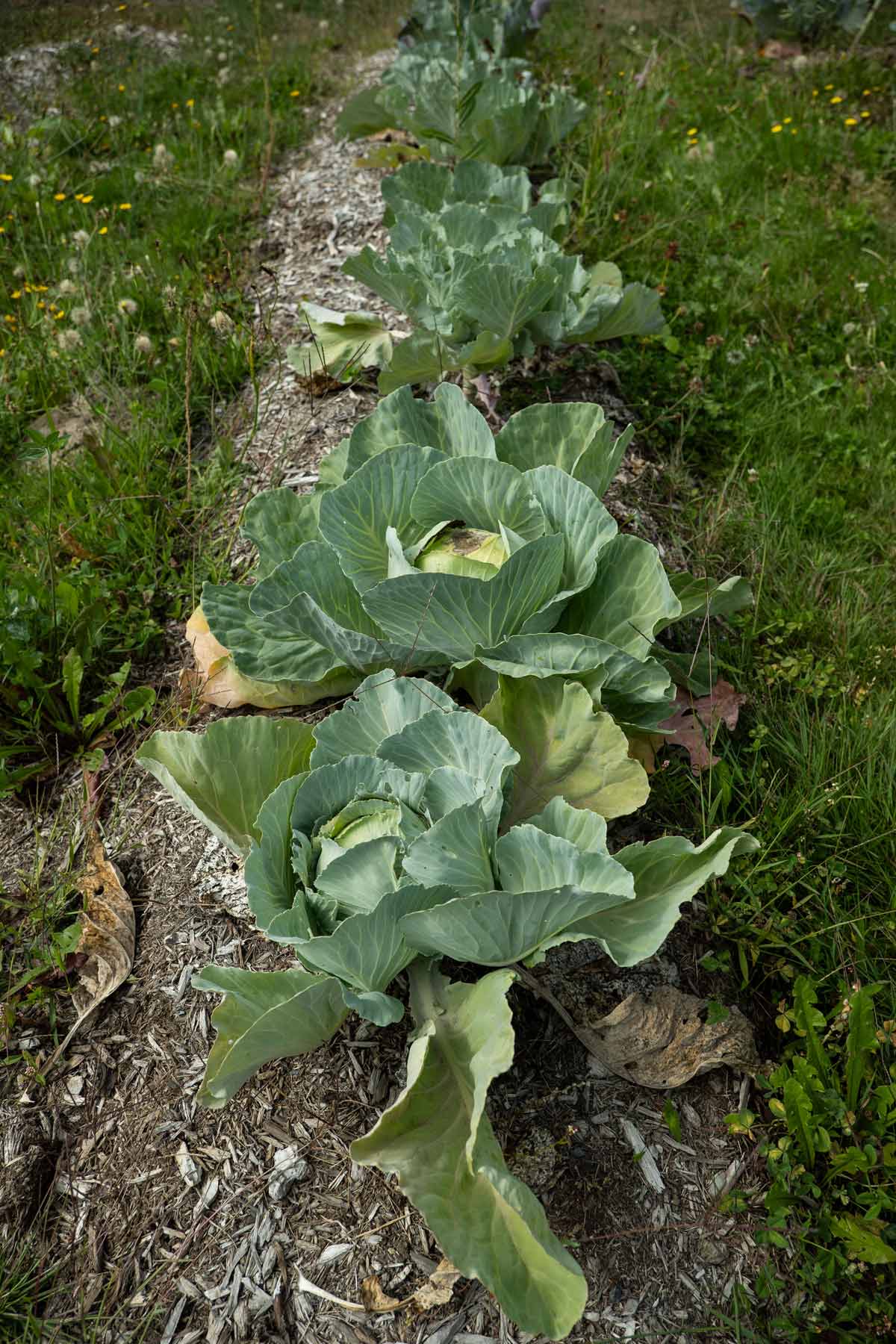 Cabbage growing in a row in the garden.