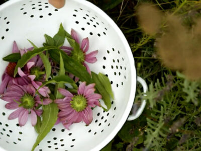 Harvested echinacea leaves and flowers.
