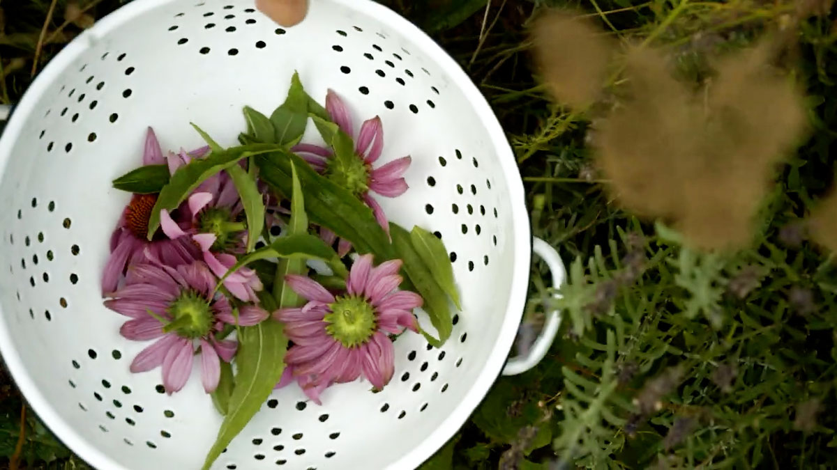 Harvested echinacea leaves and flowers. 