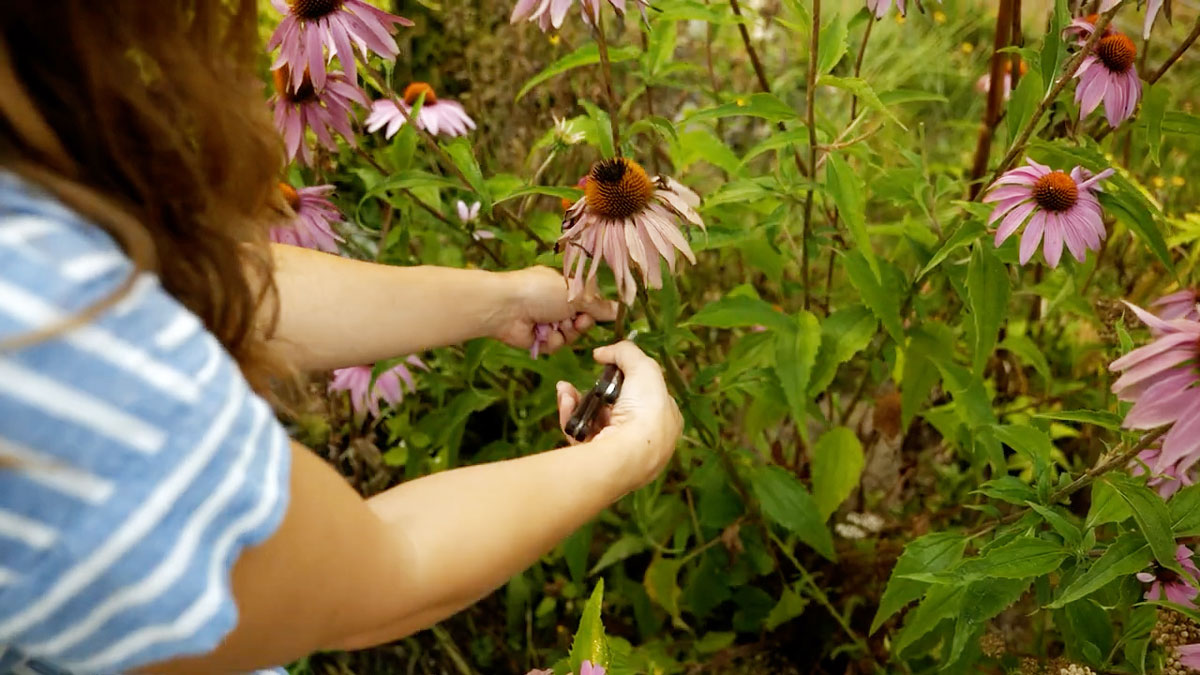 Harvesting echinacea leaves and flowers.