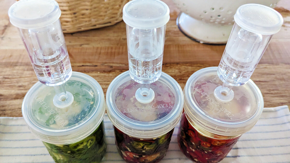 Three jars of peppers in fermenting jars.