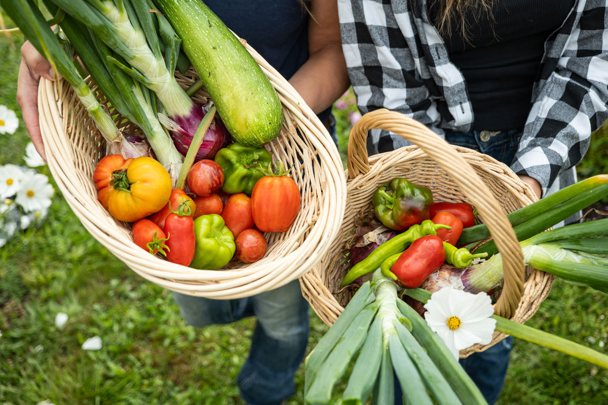 Two baskets filled with freshly harvested vegetables.