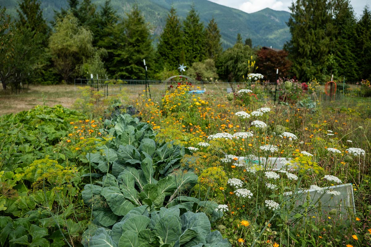 Photo of a vegetable garden with mountains in the background.