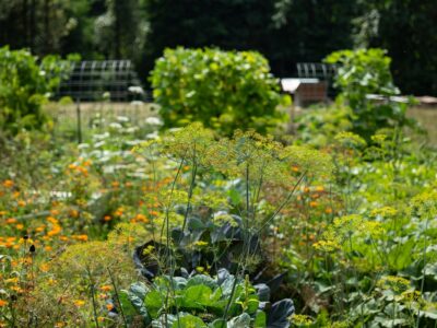 Photo of a garden in September.