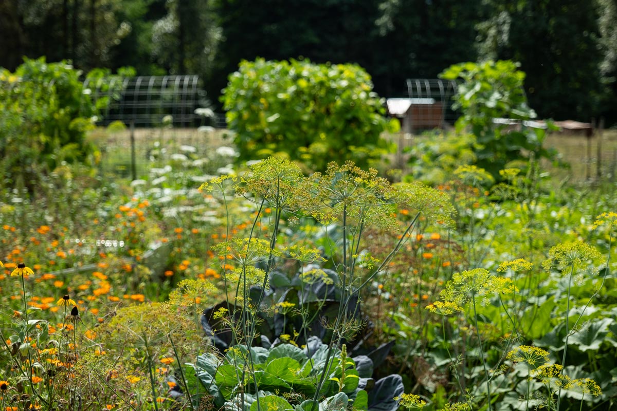 Photo of a garden in September.