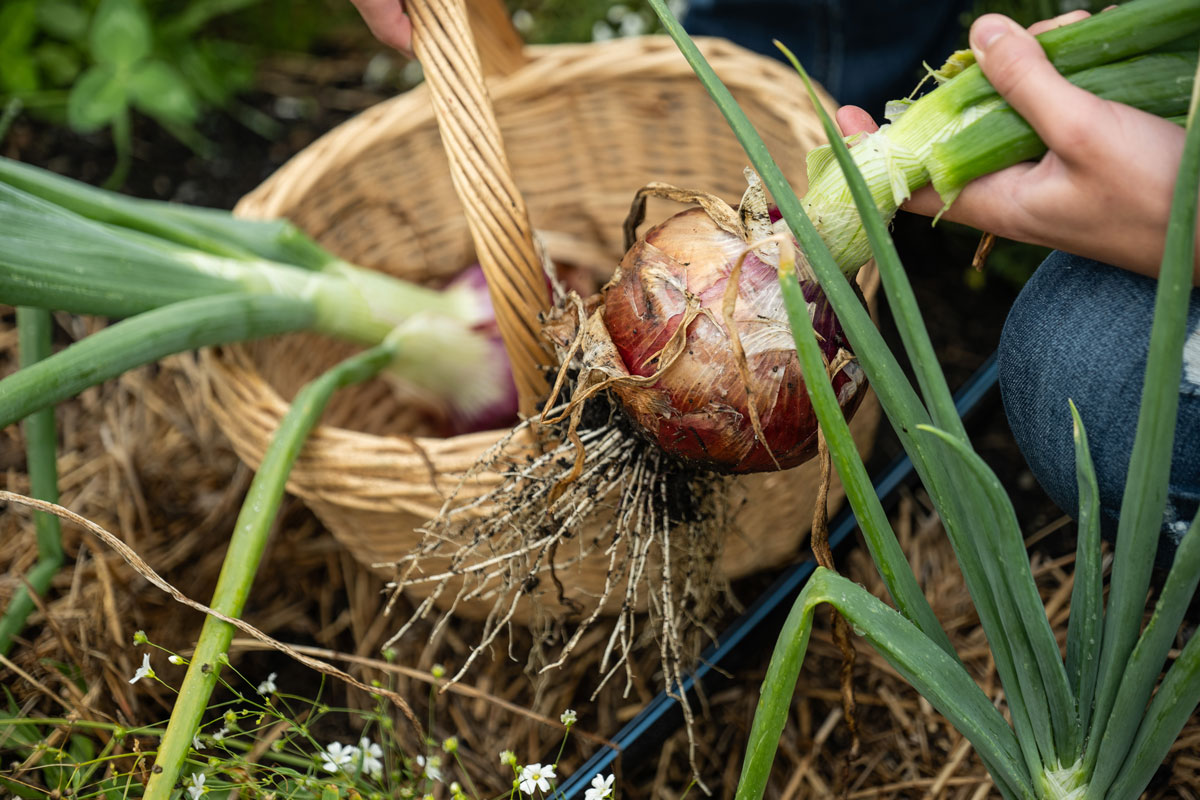 A basket with a freshly harvested onion.