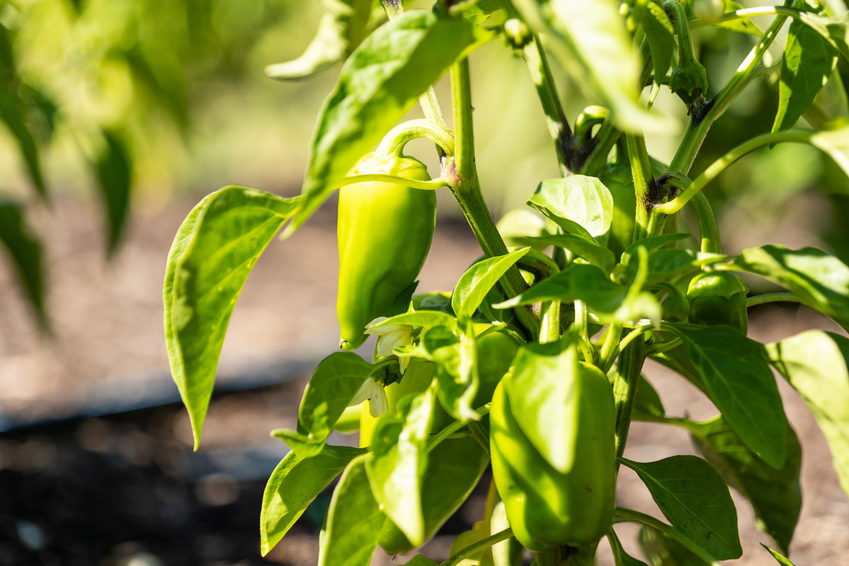 Peppers growing on a bush in the garden.