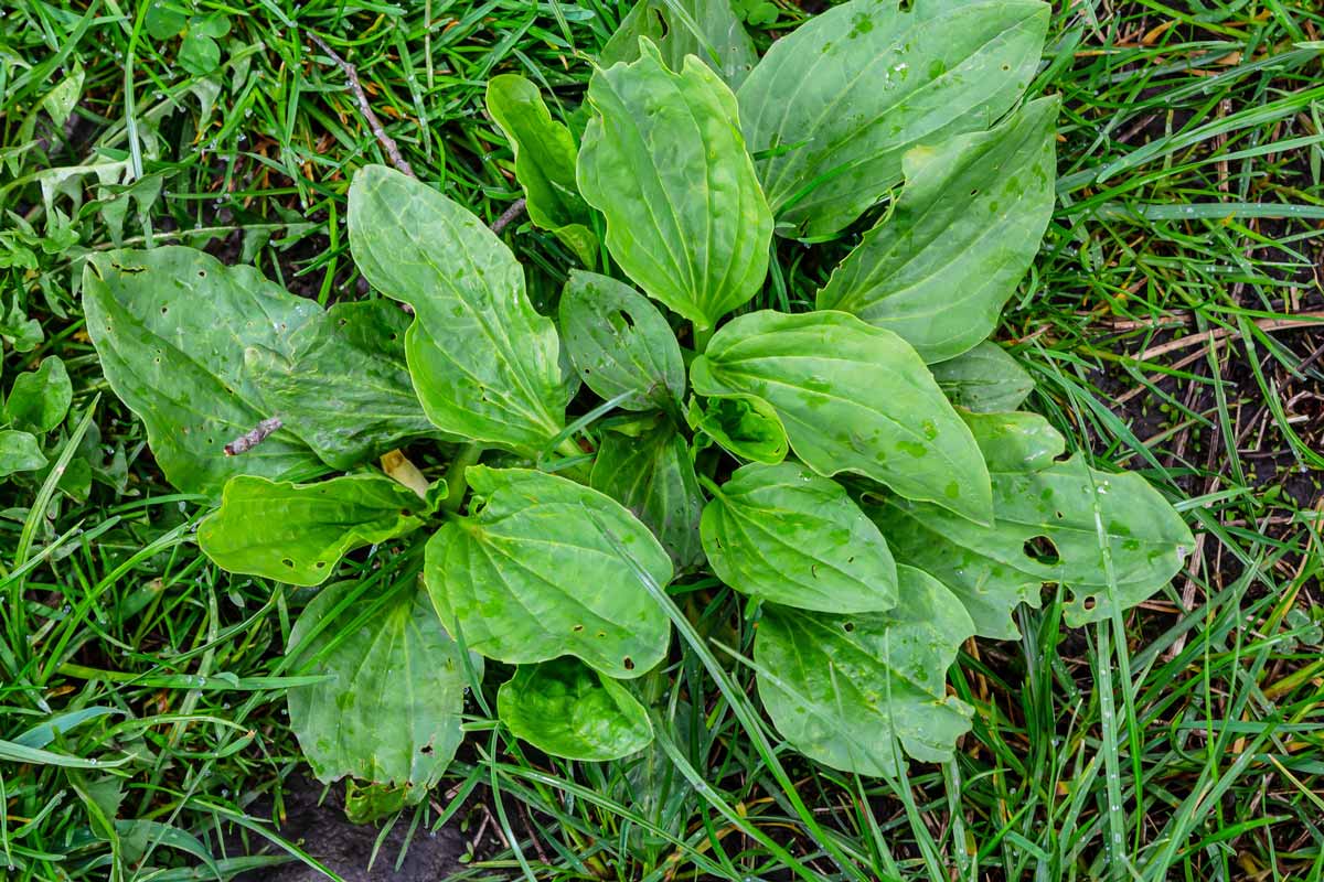 Plantain growing in the grass.