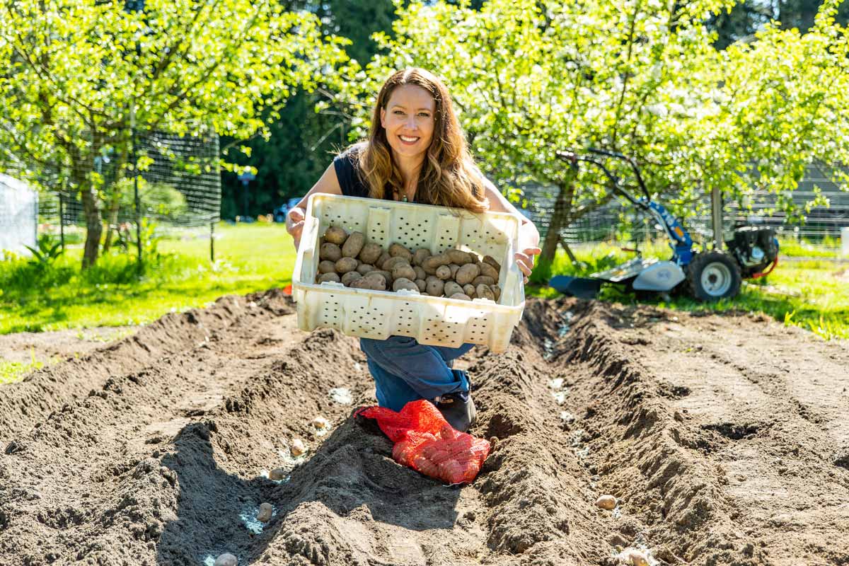 A woman with seed potatoes, planting in the garden.