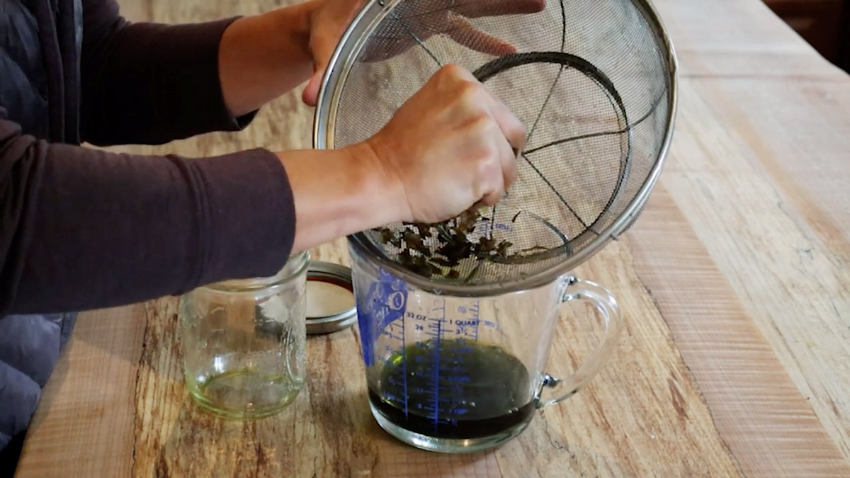 Squeezing echinacea leaves to extract the tincture.