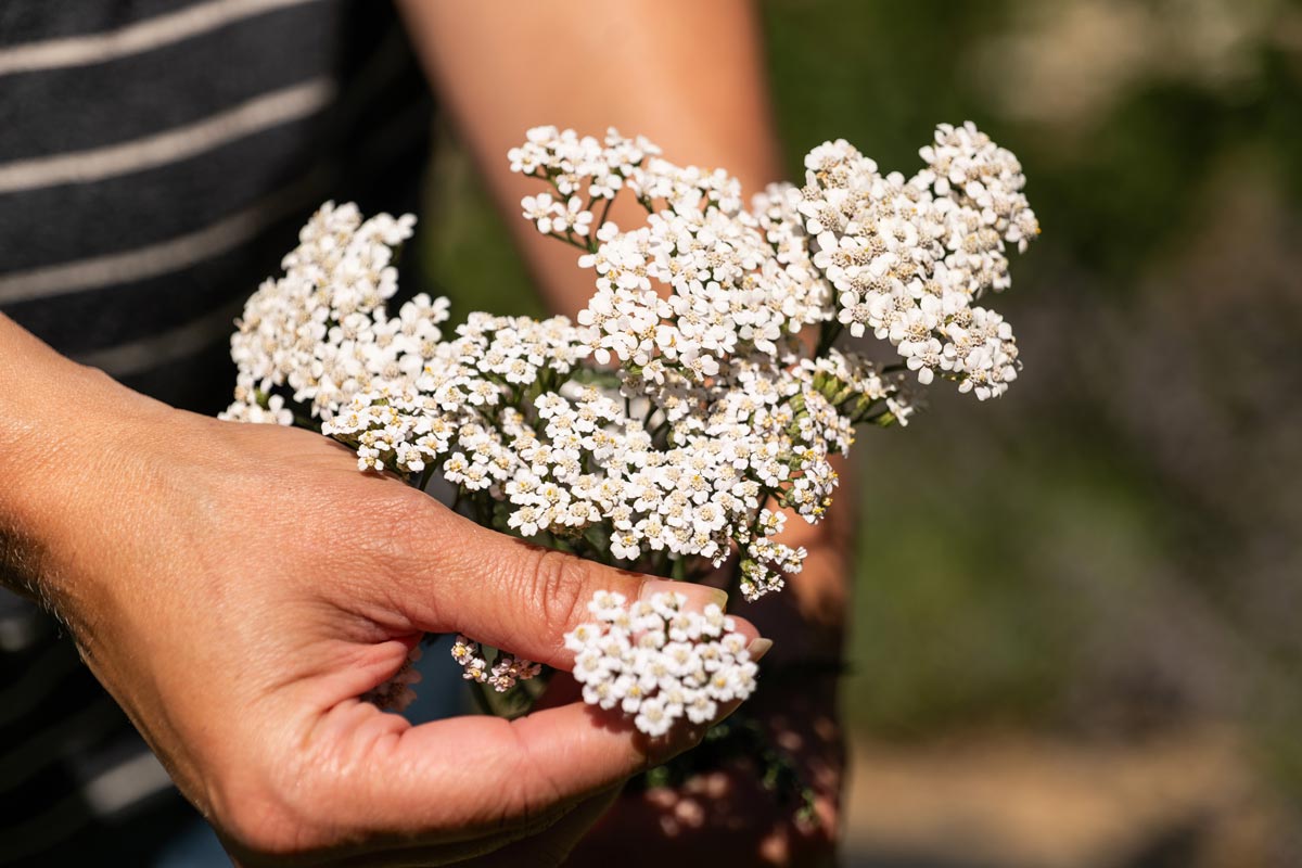 A woman holding a bunch of yarrow.