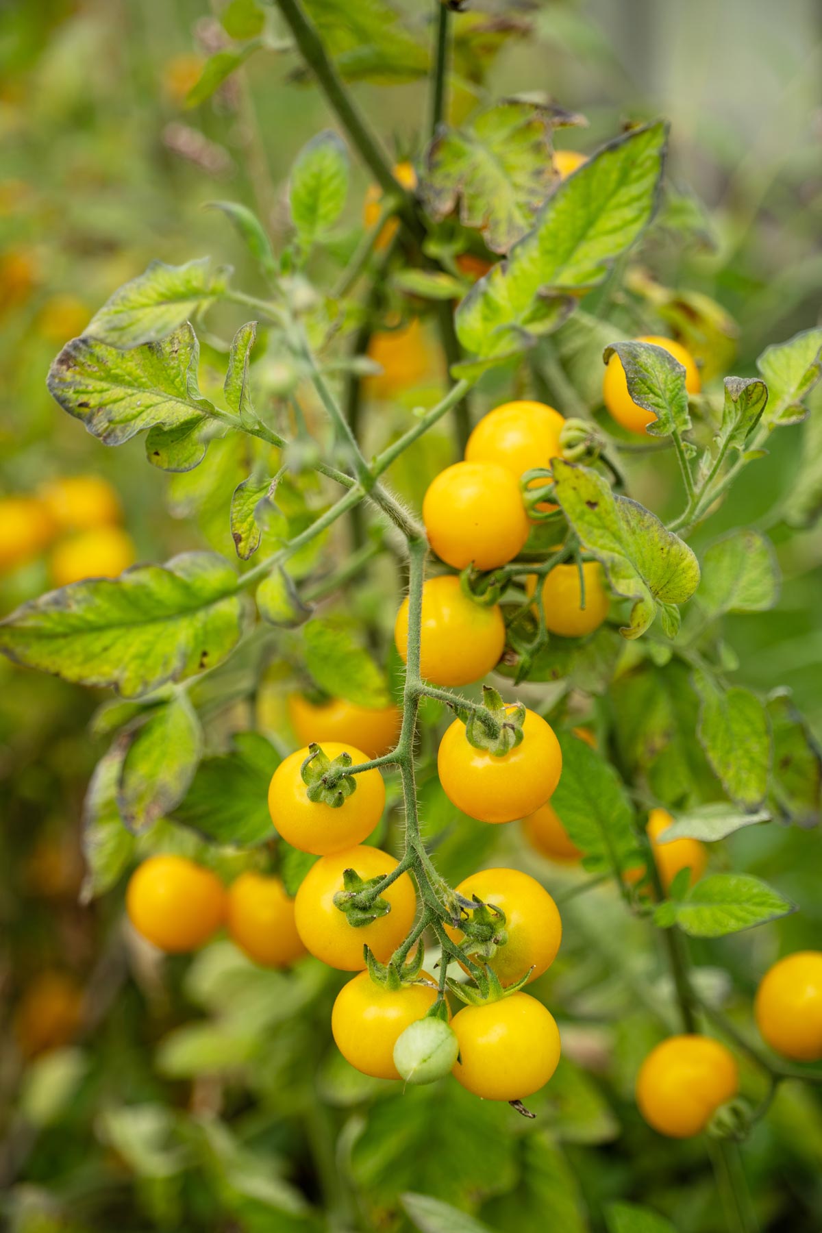 Yellow cherry tomatoes growing on the vine. 