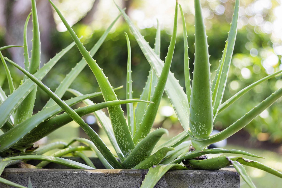 An aloe plant.