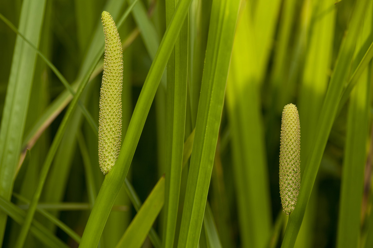 A calamus plant.