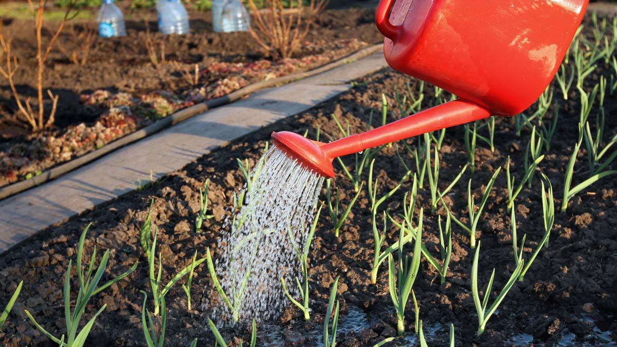 Garlic shoots coming up through the soil being watered with a red watering can.