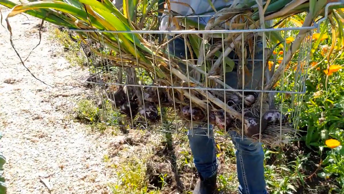 A wire basket filled with freshly harvested garlic.