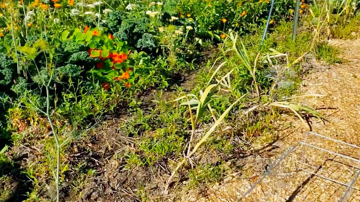 Garlic plants starting to turn yellow, indicating they are ready to harvest.