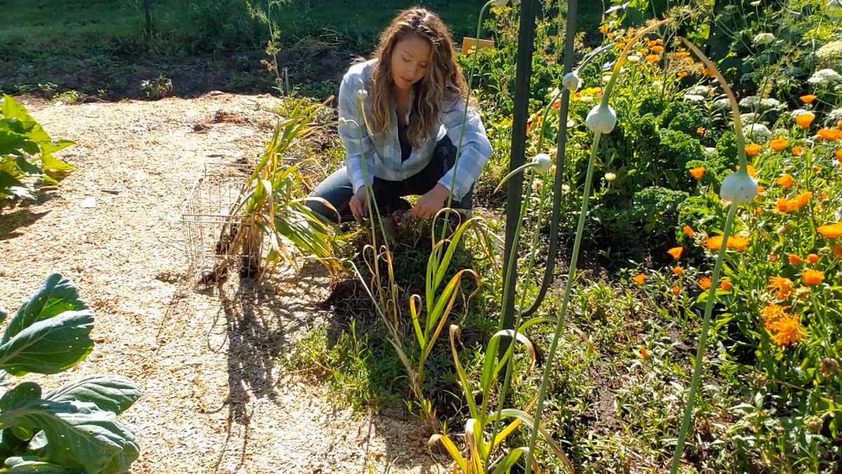 A woman harvesting garlic from the garden.