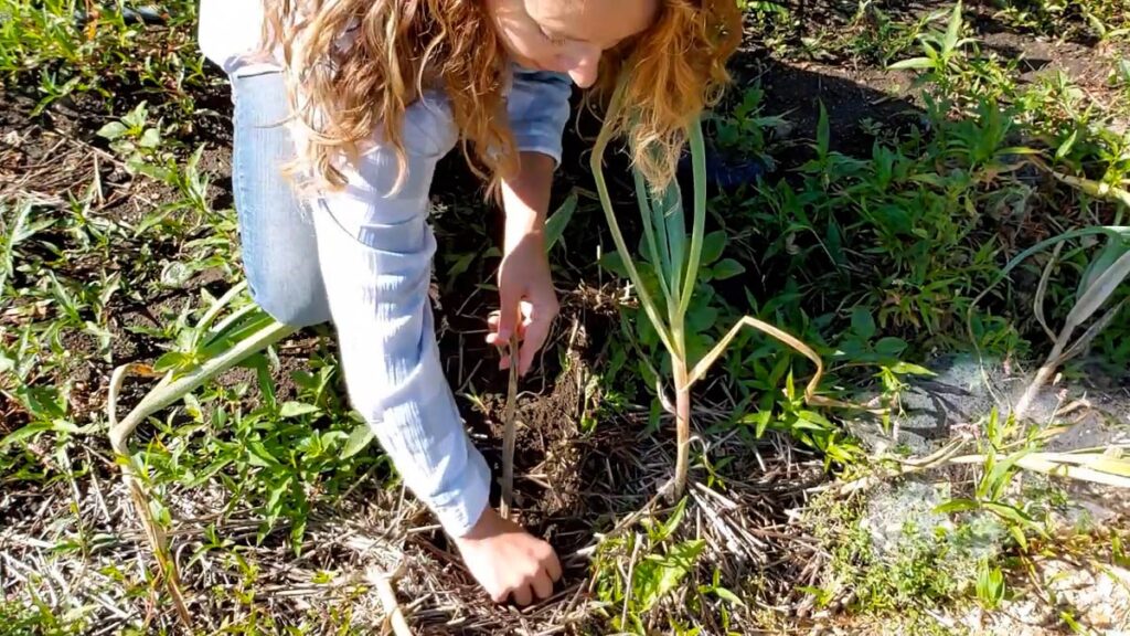A woman harvesting garlic from the garden.