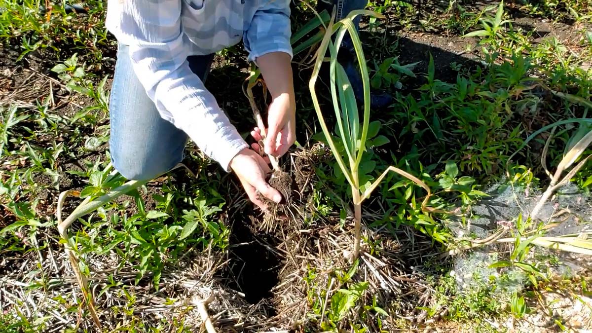 A woman harvesting garlic from the garden.