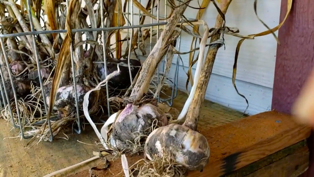 Garlic curing on a shaded porch.