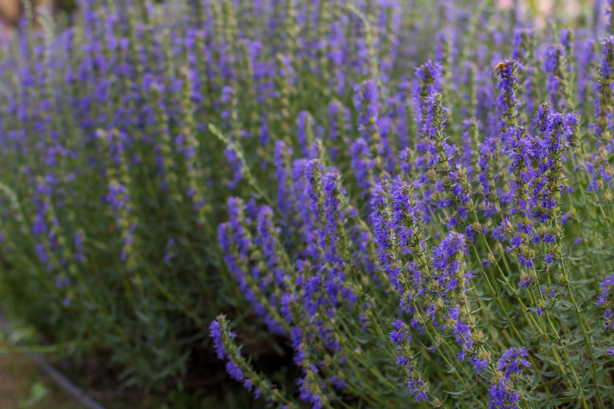 Hyssop plant.