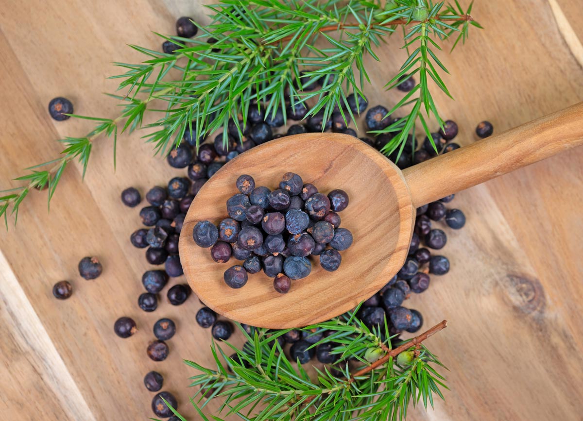 Juniper berries and some branches from the tree.