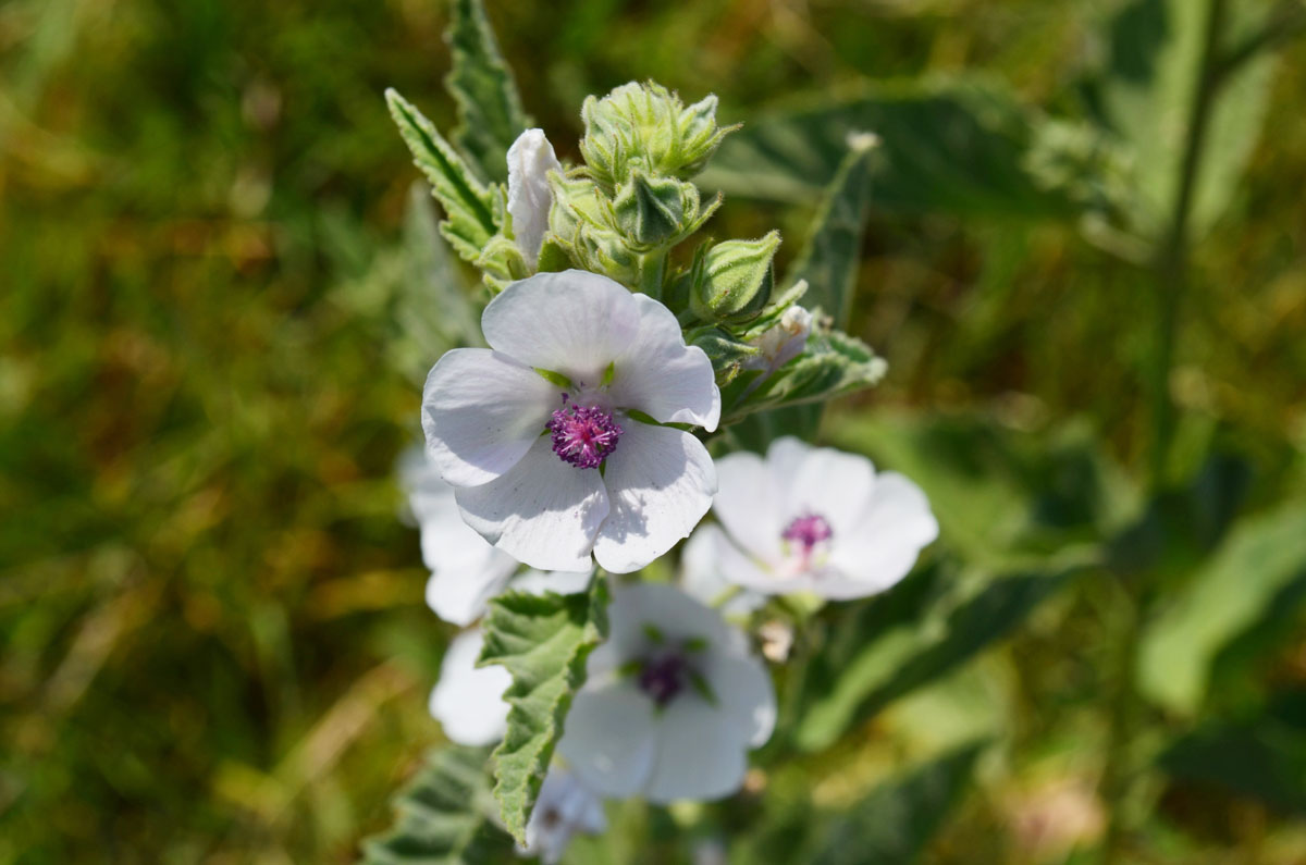 Mallow plant and flowers.