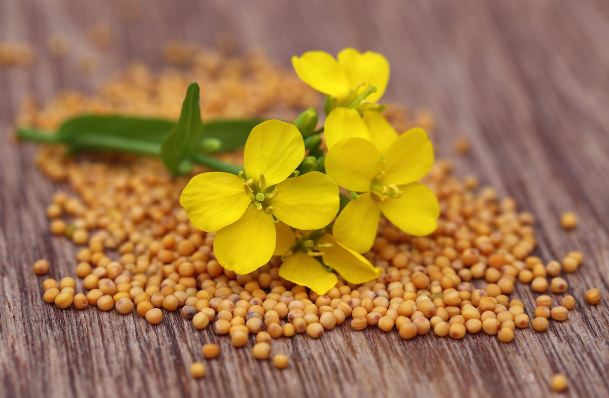 Mustard seeds on a counter and a mustard flower on top.