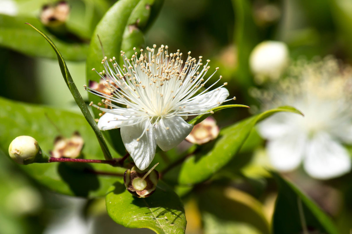 Myrtle plant and flowers.