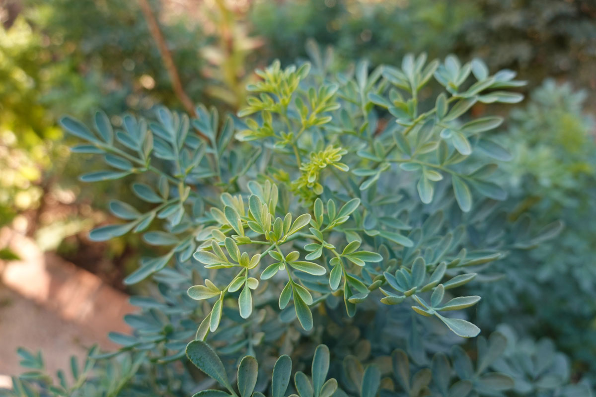 Rue plant.