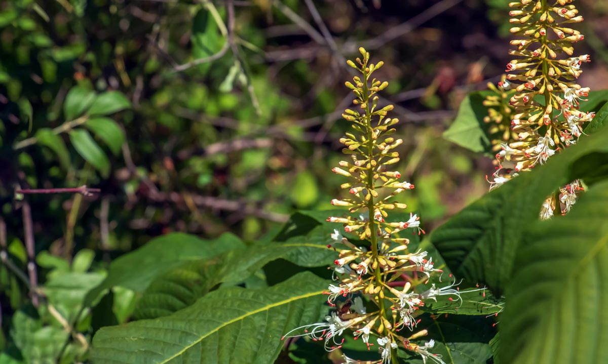 Spikenard plant and flowers.