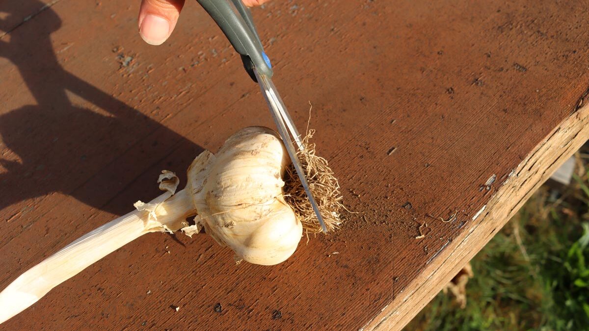Scissors trimming off the dried roots of a bulb of garlic.