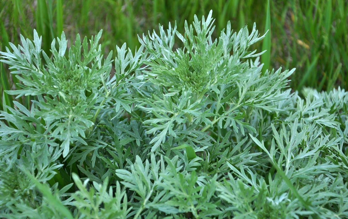 Wormwood plant.