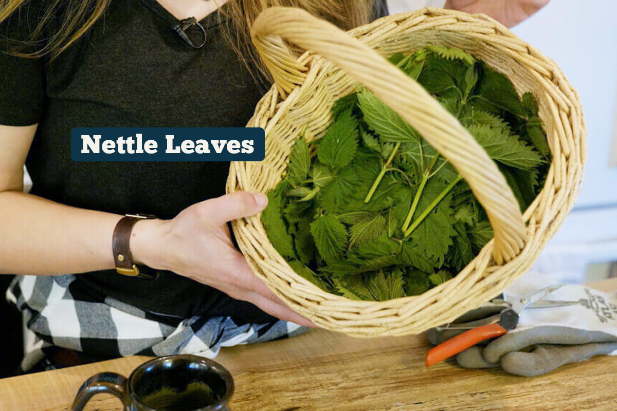 Freshly harvested stinging nettles in a basket ready to make tea.