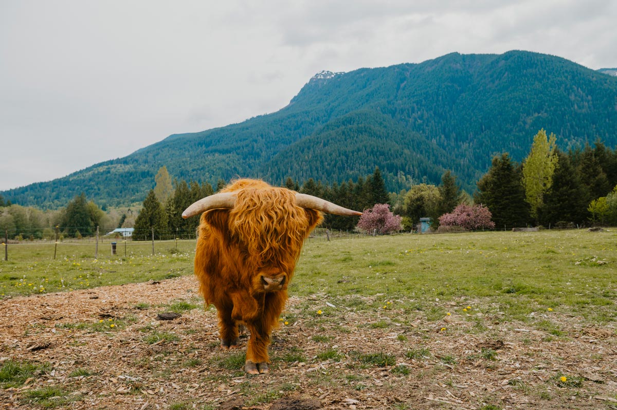 Scottish highland cattle with a mountain in the background.