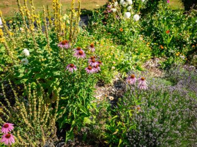 Medicinal herb garden in bloom.
