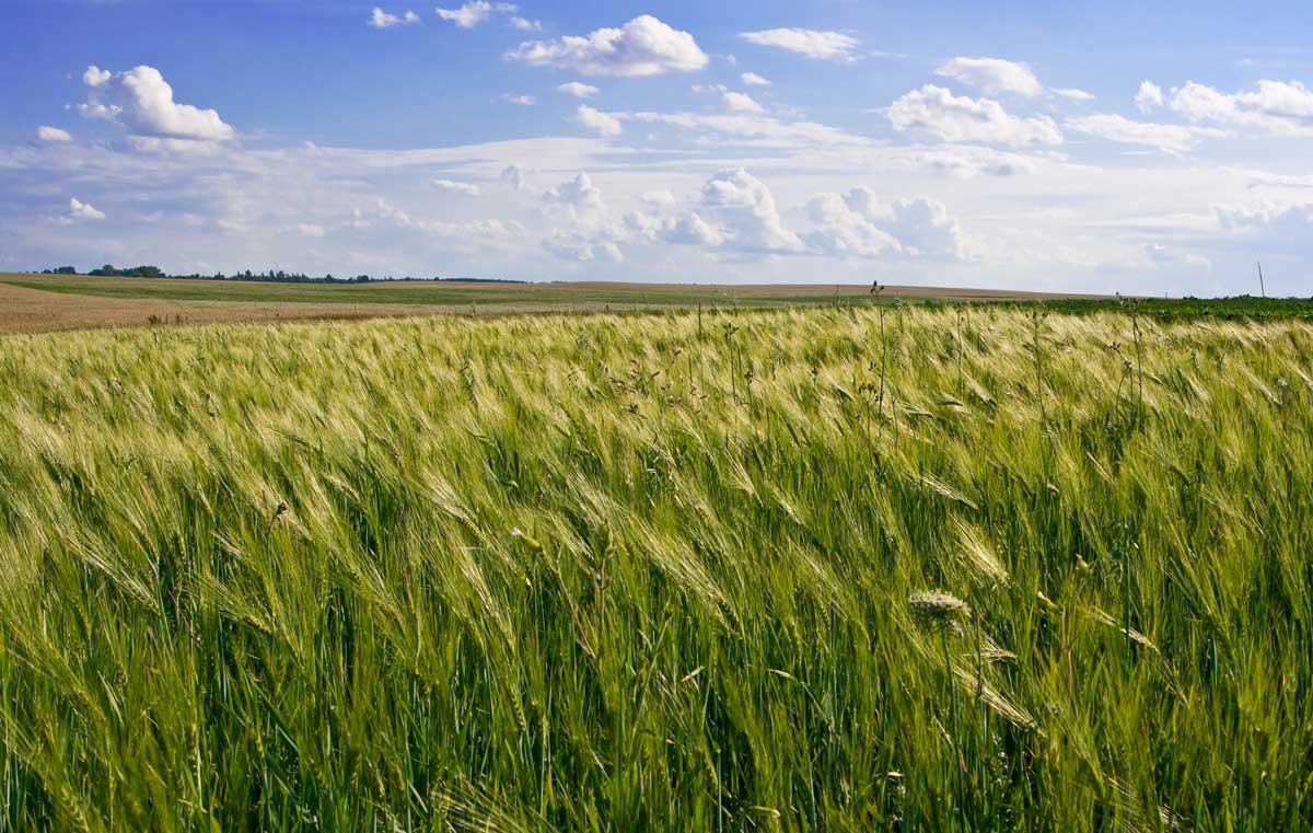 A wheat field with a blue sky.